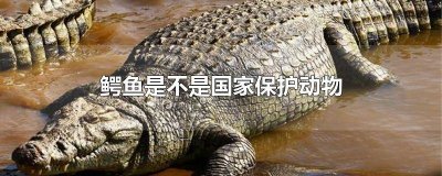 ​鳄鱼是国家保护动物吗 鳄鱼是国家保护动物吗?