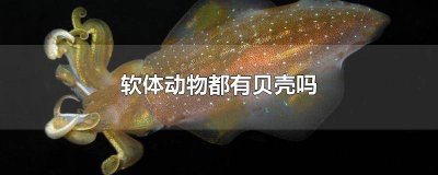 ​所有软体动物都有贝壳吗图片 所有软体动物都有贝壳吗视频