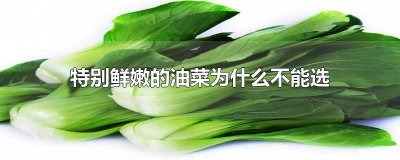 ​特别鲜嫩的油菜为什么不能选 特别鲜嫩的油菜为什么不能选择