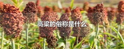 ​高粱也叫什么 高粱是属于什么