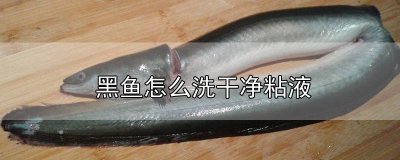 ​怎么洗黑鱼的粘液 如何洗去黑鱼的粘液小妙招视频