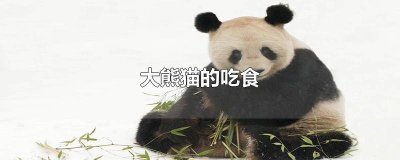 ​大熊猫是怎样吃饭的,动作描写 大熊猫吃饭时的动作
