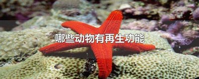 ​有什么动物有再生功能 哪种动物还有再生功能