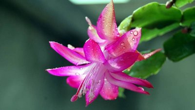 ​蟹爪兰开花时如何养护 蟹爪兰在开花的时候怎么养护