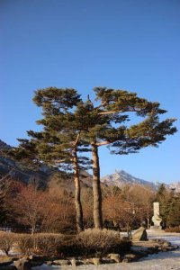 ​松树适合种在房屋的哪个位置风水好