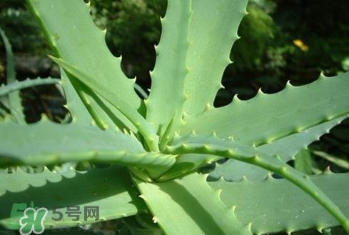 多肉植物能吃吗？多肉植物哪些可以吃