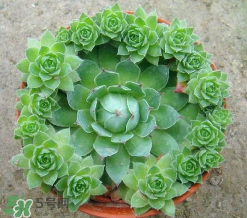 多肉植物能吃吗？多肉植物哪些可以吃