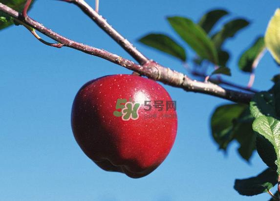 红富士苹果是哪里的？最好吃的苹果排名
