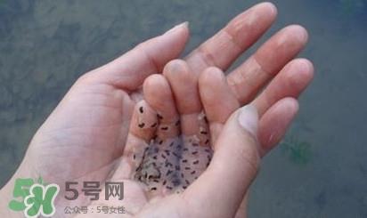 蟾蜍是不是癞蛤蟆？蟾蜍和青蛙的区别