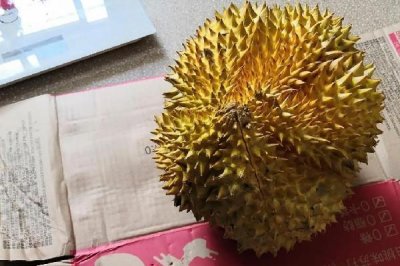 ​金枕榴莲怎么挑选 金枕榴莲买大的好还是小的好呢