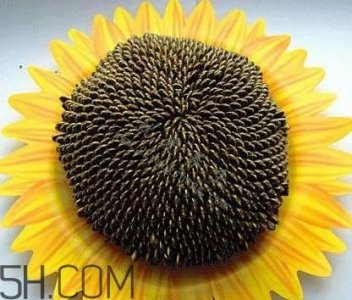 ​葵花籽是什么？葵花籽和瓜子的区别