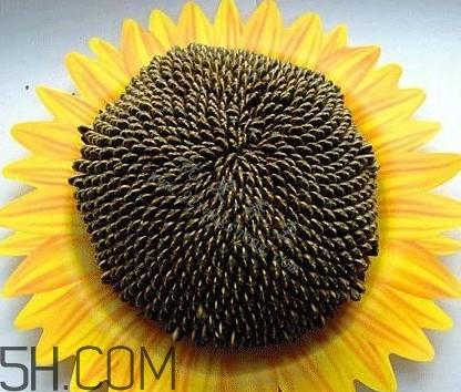 葵花籽是什么？葵花籽和瓜子的区别