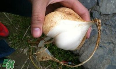 ​凉薯怎么做好吃？凉薯怎么炒好吃