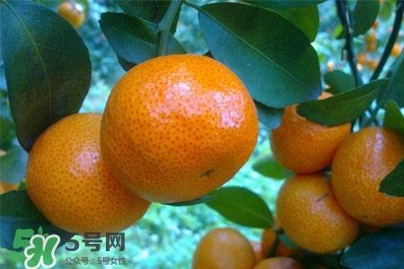 蜜桔上火吗？蜜桔吃多了上火吗？
