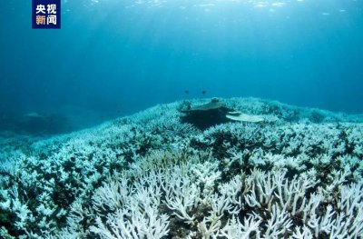 ​世界海洋遭创纪录高温，多地珊瑚礁出现白化