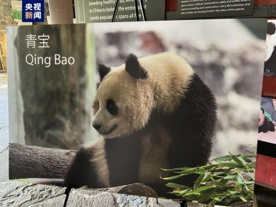 ​“宝力”“青宝”将赴美，中美开启新一轮大熊猫国际保护研究合作