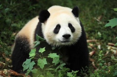 ​西班牙熊猫馆正式开馆，“金喜”和“茱萸”与公众见面