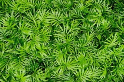 ​狮子座的守护植物——袖珍椰子