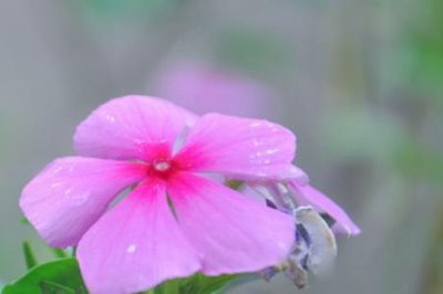 ​长春花和长寿花的区别