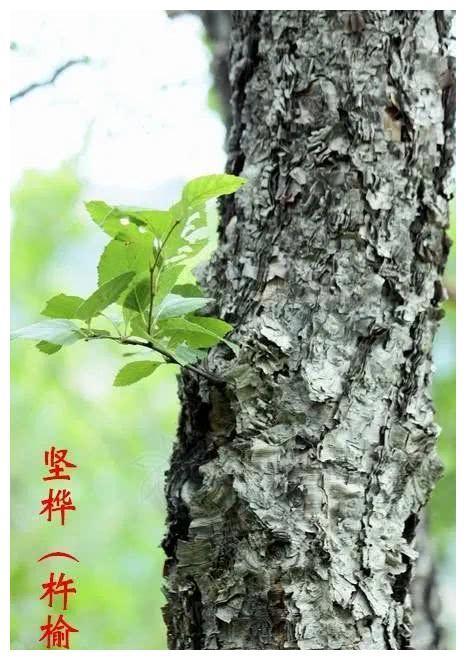 杵榆木与紫檀一样珍贵，为何知道的人却少得可怜？
