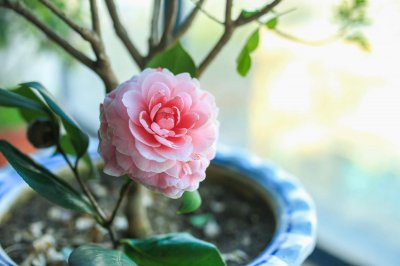 ​3棵茶花绑一绑，枝条又粗又壮，年年开花100朵！