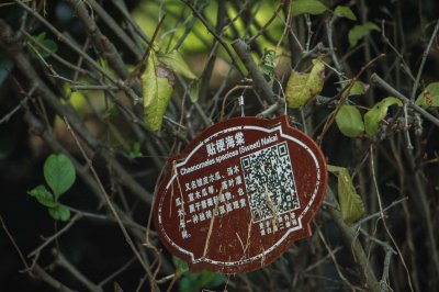 ​贴梗海棠的作用和功效