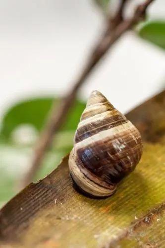 真·孤独终老，世界上最后一只夏威夷金顶树蜗去世，“单身”了一辈子..