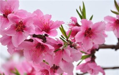 ​桃花和樱花怎么区别