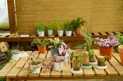 ​桂竹香的养殖方法和注意事项