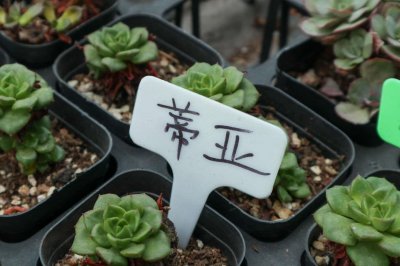 ​蒂亚多肉怎么变红？这样养护就对了！