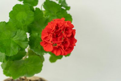 ​三角梅是杜鹃花的一种吗，是什么植物