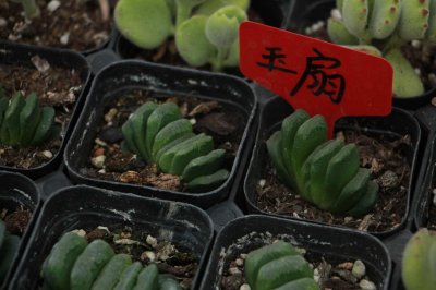 ​多肉植物玉扇怎么养
