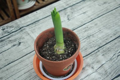 ​风信子花谢了怎么处理