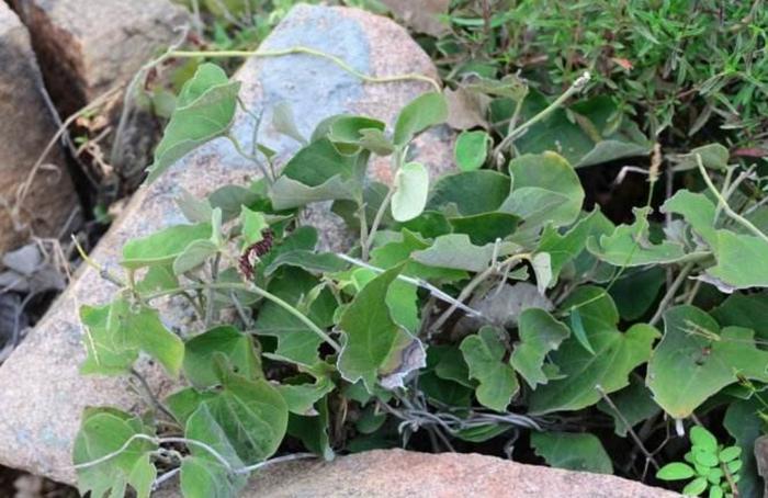 生长于石缝间的野草，俗称“白毛藤”，药农常用它来祛风湿治胃痛