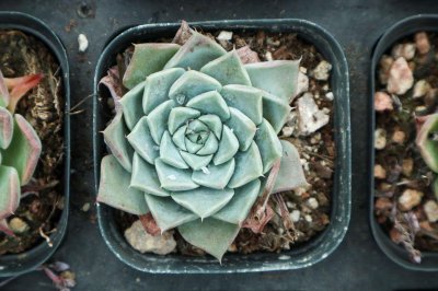 ​多肉植物什么时候播种