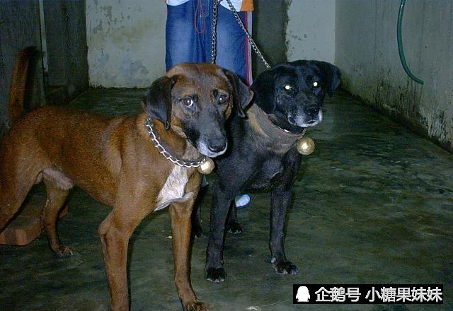 来自西昌古城原生猛犬,可在悬崖峭壁之间穿梭,已有百年历史!