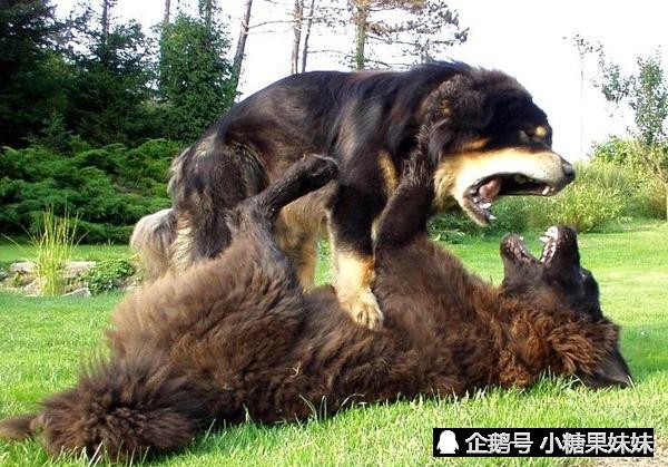 来自西昌古城原生猛犬,可在悬崖峭壁之间穿梭,已有百年历史!