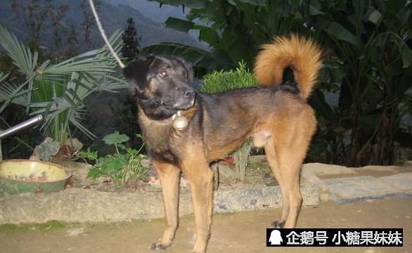 来自西昌古城原生猛犬,可在悬崖峭壁之间穿梭,已有百年历史!