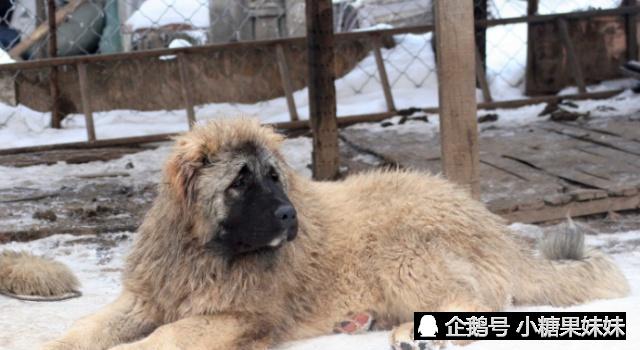 来自西昌古城原生猛犬,可在悬崖峭壁之间穿梭,已有百年历史!