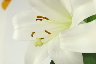 ​水插百合怎么快速开花