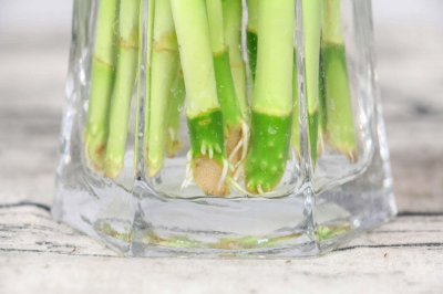 ​养富贵竹水里放什么，冷开水可以养富贵竹吗
