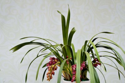 ​大花蕙兰一年开几次花