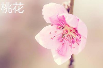 ​桃花和梅花的区别