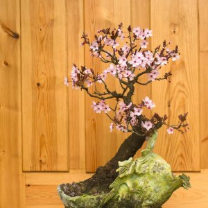 ​梅花夏天怎么养