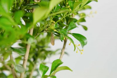 ​米兰夏天怎么养，这样养花美叶绿超好看！