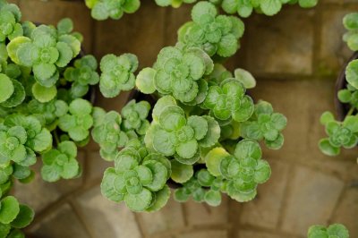 ​碰碰香植物怎么养
