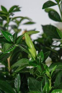 ​栀子花可以用草木灰吗