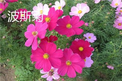 ​波斯菊和瓜叶菊的区别