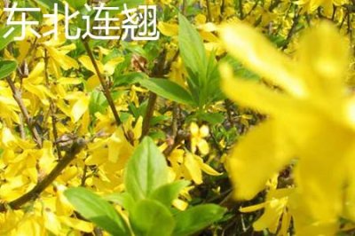 ​东北连翘和连翘的区别