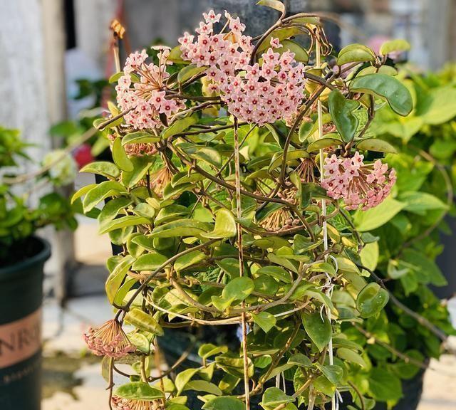 球兰不开花，促花有妙招，掌握5点，开花多香味浓